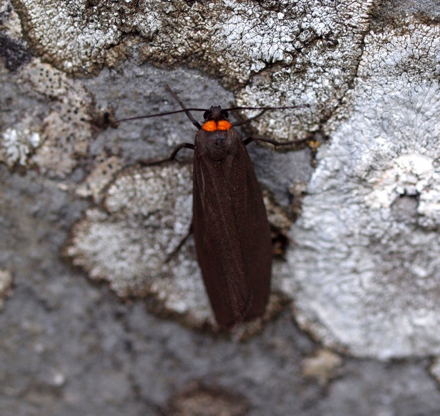 Lepidoptera da id.